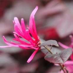 Purple Pixie® Dwarf Weeping Loropetalum -Garden Plant Store Purple Pixoe Loropetalum 4