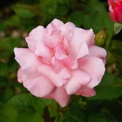 Queen Elizabeth Rose -Garden Plant Store Queen Elizabeth Rose 2 FGT