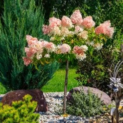 Quick Fire® Hydrangea Tree -Garden Plant Store QyuickFire Hydrangea 1
