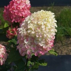 Quick Fire® Hydrangea Tree -Garden Plant Store QyuickFire Hydrangea 2