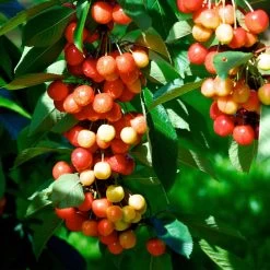 Rainier Cherry Tree -Garden Plant Store Rainier Cherry Tree 2 FGT e7faac33 9005 4201 904b 00d7c27600fd