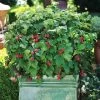 Bushel And Berry® Raspberry Shortcake® Bush 1 Bushel And Berry® Raspberry Shortcake® Bush -Garden Plant Store Raspberry Shortcake FGT 600x600 edb63ed1 c16d 4d68 b722 da3bd8e6cc21
