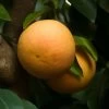 Ray Ruby Grapefruit Tree -Garden Plant Store Ray Ruby 3 600x600 dcf928f3 a29b 418f 8220 5b20e13dc0cf