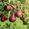 Red Bartlett Pear Tree -Garden Plant Store Red Bartlet Pear BB 600x600 21bb8d09 e20b 4c1c 80fa 90d31e252950