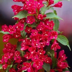 Red Prince Weigela Tree -Garden Plant Store Red Prince Wegeila 1 FGT