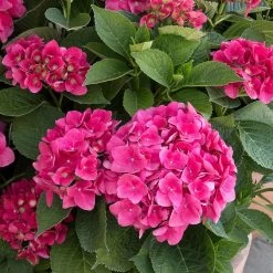 Red N' Pretty® Hydrangea Shrub -Garden Plant Store Red and Pretty Hydrangea 2