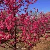 Red Baron Peach Tree -Garden Plant Store Red Baron Peach 600x600 b3d7cec1 5273 4192 a2eb dbdc9b4472b9