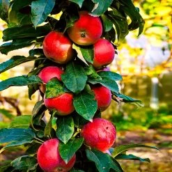 North Pole Columnar Apple Tree 8 North Pole Columnar Apple Tree -Garden Plant Store Red Columnar Apple 3