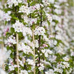 North Pole Columnar Apple Tree 9 North Pole Columnar Apple Tree -Garden Plant Store Red Columnar Apple 5 1e61b77e e58f 495e b315 5969c62492bd