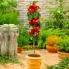 North Pole Columnar Apple Tree -Garden Plant Store Red Columnar Apple FGT 600x600 e47a1048 34b5 4ec4 a667 9e4025eb58f5