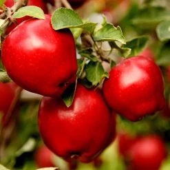 Apple Pollinator Pack -Garden Plant Store Red Delicious Apple 1