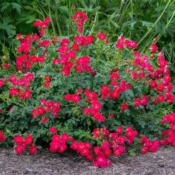 Red Drift® Rose -Garden Plant Store Red Drift Rose 1