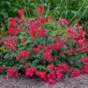 Red Drift® Rose 2 Red Drift® Rose -Garden Plant Store Red Drift Rose FGT 600x600 76ecb9b7 065a 4805 b83c c7846093451b