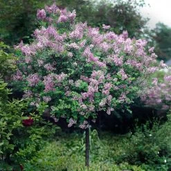 Red Pixie Lilac Tree -Garden Plant Store Red Pixie Lilac Tree 2