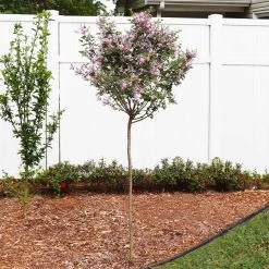 Red Pixie Lilac Tree -Garden Plant Store Red Pixie Lilac Tree 4 FGT