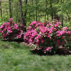 Red Rhododendron Shrub 9 Red Rhododendron Shrub -Garden Plant Store Red Rhododendron 1 FGT