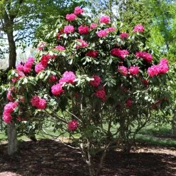 Red Rhododendron Shrub 10 Red Rhododendron Shrub -Garden Plant Store Red Rhododendron 3