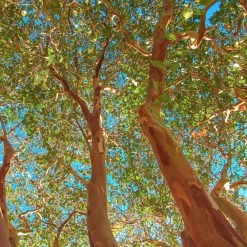 Red Rocket Crape Myrtle -Garden Plant Store Red Rocket Crape Myrtle