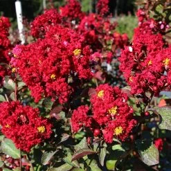 Red Rocket Crape Myrtle -Garden Plant Store Red Rocket Crape Myrtle FGT 2jpg