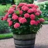 Red Sensation Hydrangea 1 Red Sensation Hydrangea -Garden Plant Store Red Sensation Hydrangea FGT 600x600 1b68ee6d 2e74 42f5 860b bc24d927d110