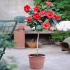 Red Tropical Hibiscus Tree -Garden Plant Store Red Tropical Hibiscus Tree FGT 600x600 c4fc64be b148 4657 b18c e15a65b10b0f