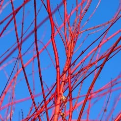 Red Twig Dogwood Shrub -Garden Plant Store Red Twig Dogwood 3 FGT