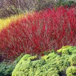 Red Twig Dogwood Shrub -Garden Plant Store Red Twig Dogwood 4