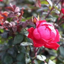 Double Knock Out® Rose 12 Double Knock Out® Rose -Garden Plant Store Red knockout rose 2