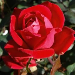 Double Knock Out® Rose 11 Double Knock Out® Rose -Garden Plant Store Red knockout rose 7 FGT