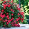 Double Knock Out® Rose -Garden Plant Store Red knockout rose FGT 600x600 10964f71 3bde 40ac 87ee b7ac043a9383
