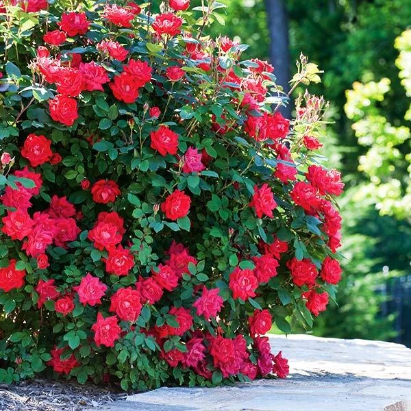 Double Knock Out® Rose 3 Double Knock Out® Rose