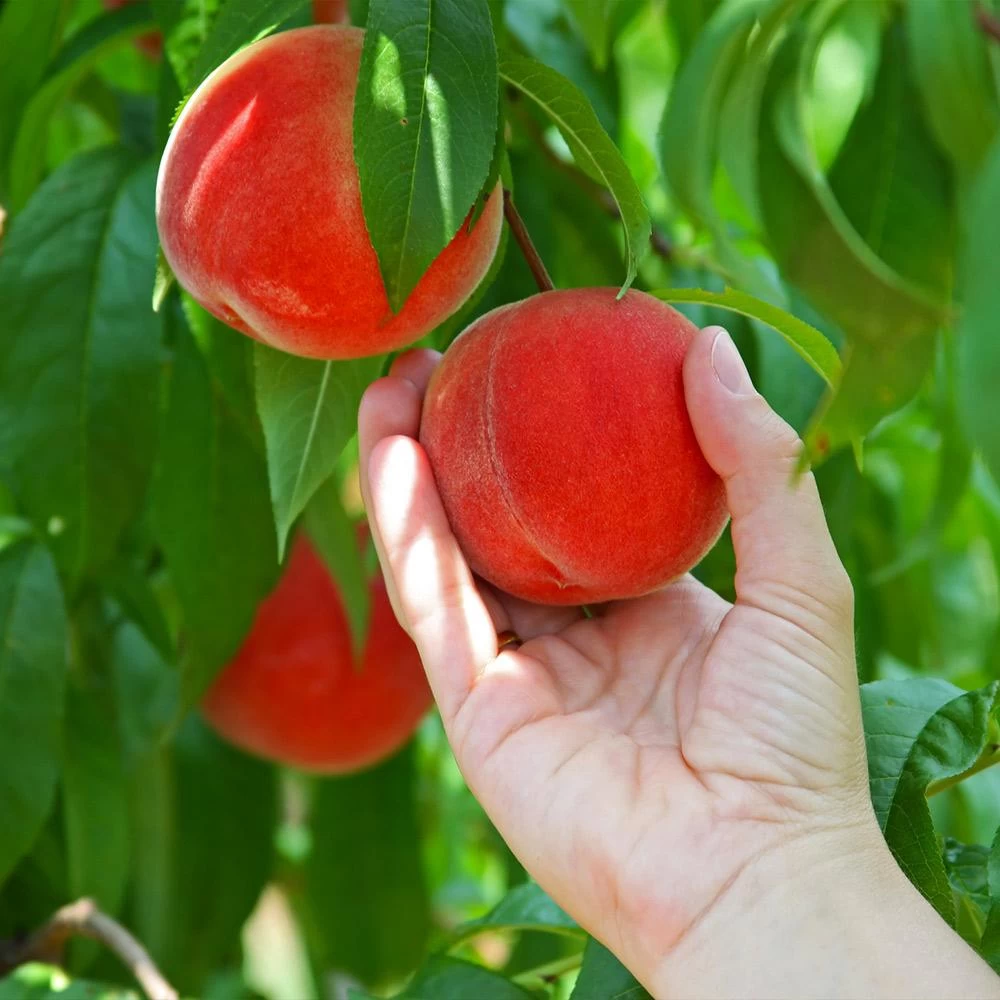 Redskin Peach Tree 4 Redskin Peach Tree - Image 2