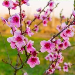 Redskin Peach Tree -Garden Plant Store Redskin Peach Tree 3