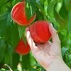 Redskin Peach Tree -Garden Plant Store Redskin Peach Tree FGT 600x600 3c7c3ae4 1db7 4170 96d5 babcc1411ea3