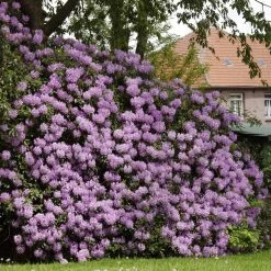 Lavender Rhododendron Shrub -Garden Plant Store Rhododendron Lavender 1 FGT
