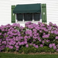 Lavender Rhododendron Shrub -Garden Plant Store Rhododendron Lavender 2 FGT