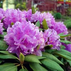 Lavender Rhododendron Shrub -Garden Plant Store Rhododendron Lavender 3 FGT