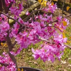 The Rising Sun™ Eastern Redbud Tree 11 The Rising Sun™ Eastern Redbud Tree -Garden Plant Store Rising Sun Redbud 6