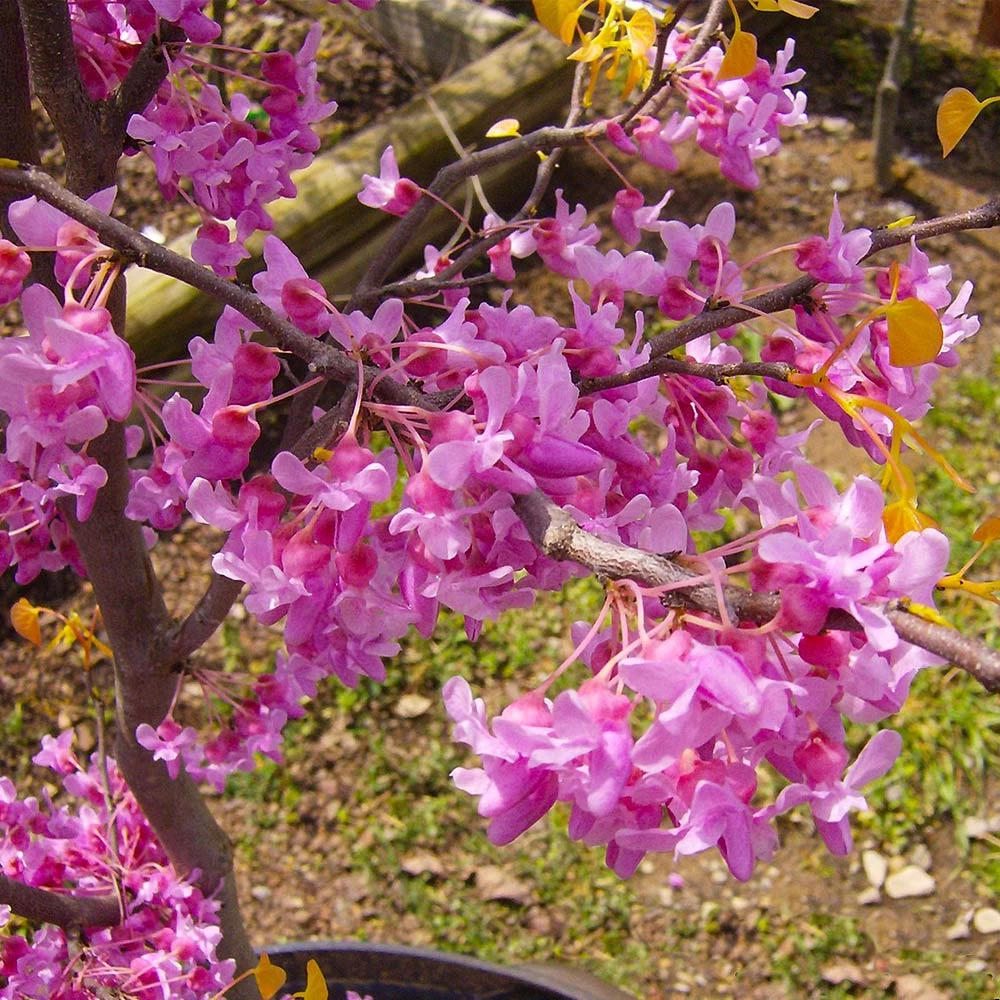 The Rising Sun™ Eastern Redbud Tree 6 The Rising Sun™ Eastern Redbud Tree - Image 4