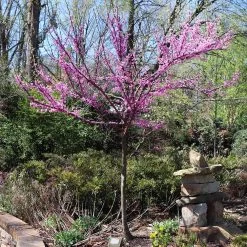 The Rising Sun™ Eastern Redbud Tree 12 The Rising Sun™ Eastern Redbud Tree -Garden Plant Store Rising Sun Redbud 7