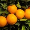 Robertson Navel Orange 2 Robertson Navel Orange -Garden Plant Store Robertson Navel Orange FGT 600x600 a9f66161 ec44 4cfb 838f b40ef8e18604