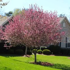 Robinson Crabapple Tree -Garden Plant Store Robinson Crabapple 3 FGT