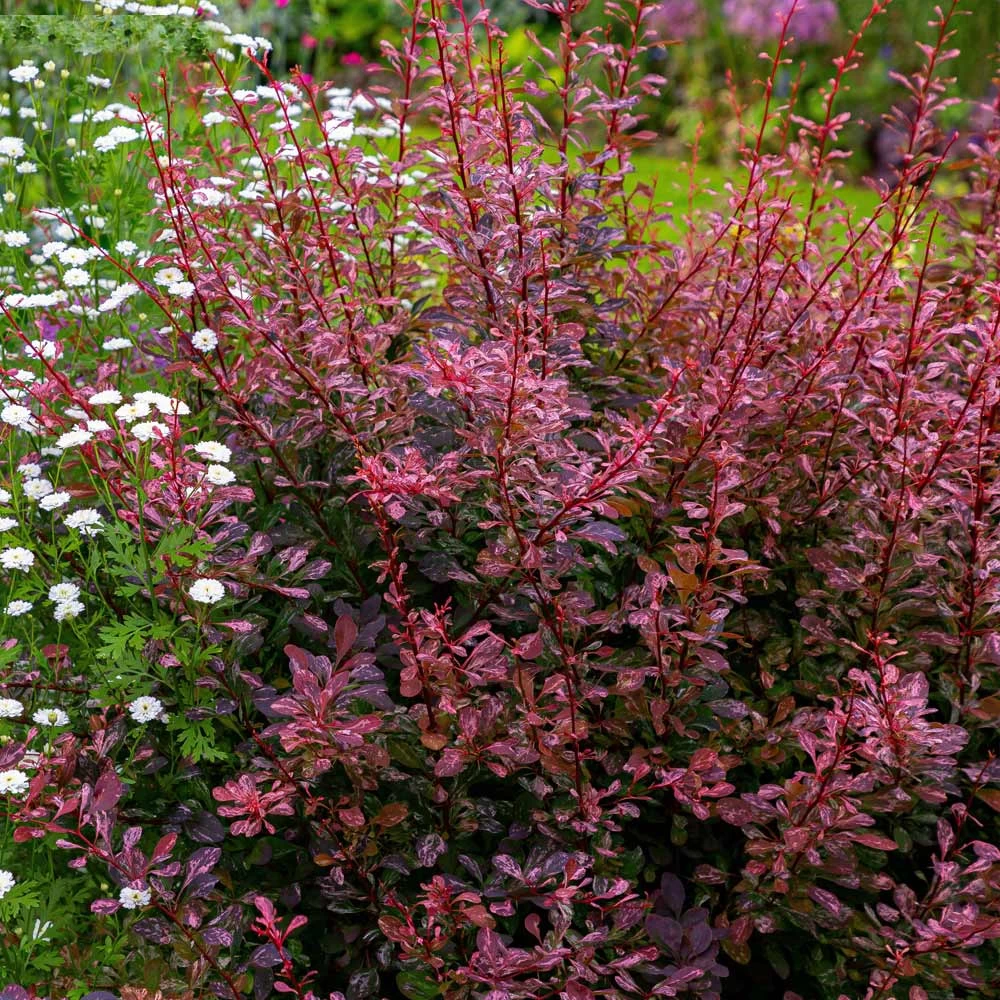 Rose Glow Barberry Shrub 6 Rose Glow Barberry Shrub - Image 4