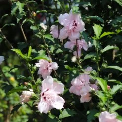 Pink Rose Of Sharon Althea Tree -Garden Plant Store Rose of Sharon Althea 3 FGT