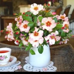 Raspberry Kiss™ Rose Tree -Garden Plant Store Rosemarry Kiss Rose tree 1