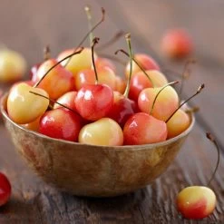 Royal Ann Cherry Tree -Garden Plant Store Royal Ann CHerry Tree 1 FGT