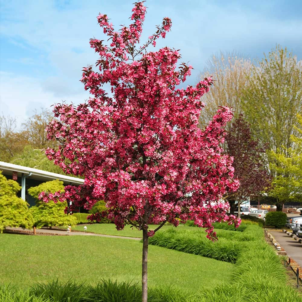 Royal Raindrops® Crabapple Tree 4 Royal Raindrops® Crabapple Tree - Image 2