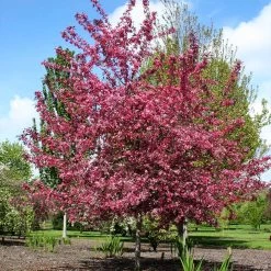 Royal Raindrops® Crabapple Tree 11 Royal Raindrops® Crabapple Tree -Garden Plant Store Royal Raindrops Crabapple 2