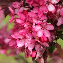 Royal Raindrops® Crabapple Tree 12 Royal Raindrops® Crabapple Tree -Garden Plant Store Royal Raindrops Crabapple 3