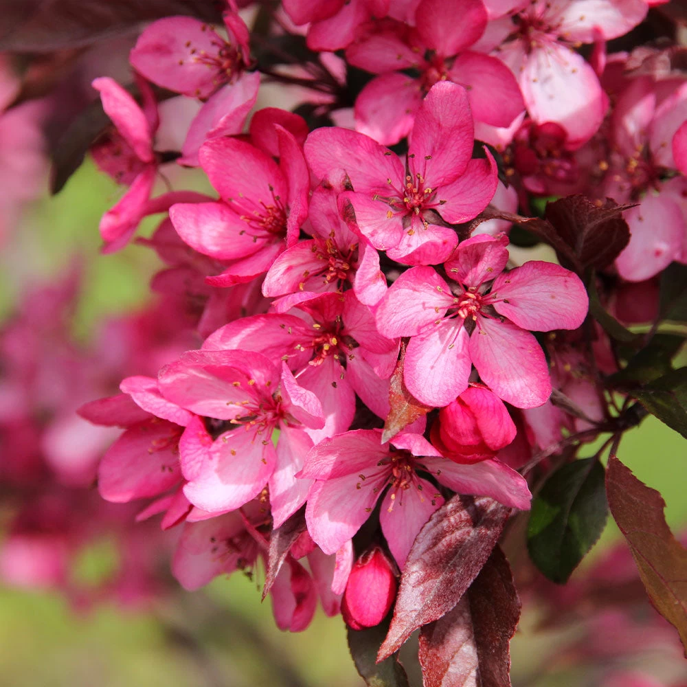 Royal Raindrops® Crabapple Tree 7 Royal Raindrops® Crabapple Tree - Image 5